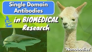 What is a Single Domain Antibody Nanobody  A Beginners Guide  Biomeducated [upl. by Handal]