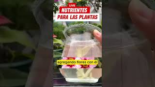 nutrientes para las plantas [upl. by Lough]