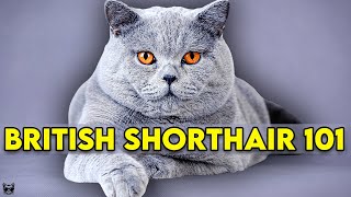 British Shorthair Cat 101  Learn EVERYTHING About Them [upl. by Cheshire]