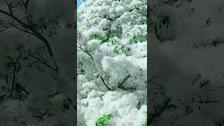 Fringe Tree Beauty Mesmerizing Blossoms in Bloom [upl. by Southworth581]