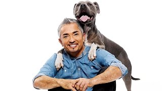 3 Essential Dog Training Tips from Cesar Millan [upl. by Ace932]