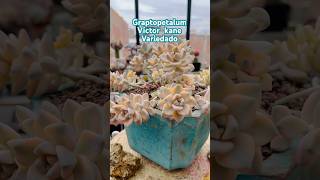 Graptopetalum Víctor Kane Variegado [upl. by Chesnut349]