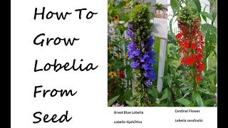 How to Grow Blue Lobelia and Cardinal Flower from seed lobelia cardinalis lobelia siphilitica [upl. by Nahn]