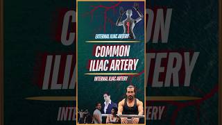 What is Common Iliac Artery [upl. by Oicul768]