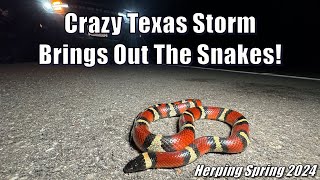 Big Rattlesnakes And Stunning Milk Snake Brought Out By Windy Texas Storm  Herping Southern Texas [upl. by Sabina]