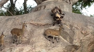 INCREDIBLE Wild Dogs Hunt Klipspringers [upl. by Sekoorb]