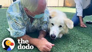 115Pound Great Pyrenees Keeps Getting Adopted And Returned Until  😍  The Dodo Adoption Day [upl. by Masry66]