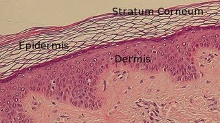 Layers of the Epidermis [upl. by Nallek]