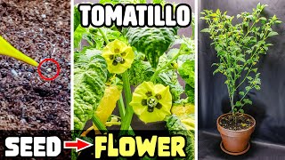 Growing Tomatillo Plant From Seed To Flower 50 Days Time Lapse [upl. by Siramad]