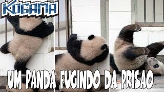 KOGAMA Um Panda Fugindo da Prisão [upl. by Asenad702]