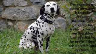 Animales Lindos Perro Dalmata [upl. by Dalli]