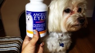 Dog Product Review  Angel Eyes Week 2 For Tear Staining [upl. by Acirret]