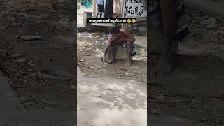 ഫുൾ പവർ 🤐🤐 toody brandy alcohol whiskey liquor snake cobra snakevideo viralshorts ytshort [upl. by Freberg603]