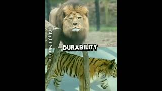 Barbary Lion VS Siberian tiger edit 🔥 [upl. by Ramoj]