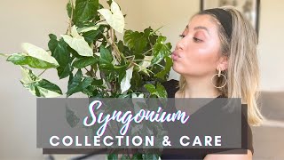 SYNGONIUM CARE GUIDE  SYNGONIUM PLANT COLLECTION [upl. by Delacourt]