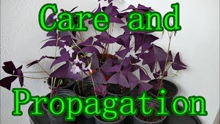 Oxalis Triangularis Care And Propagation With Time Lapse [upl. by Ardnuhs]