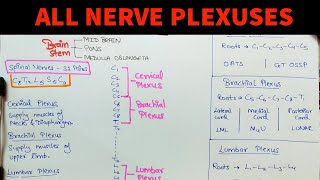 ALL NERVE PLEXUSES OF BODY MADE EASY  ANATOMY [upl. by Rheims]