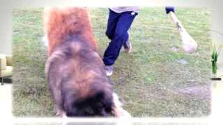 quotLeonbergerquot movie about our leonbergers quotA Dogs Lifequot [upl. by Nonnahs]