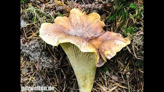 PILZE 2017 Pfifferlinge  Cantharellus Cibarius amp var amethysteus [upl. by Dowzall11]