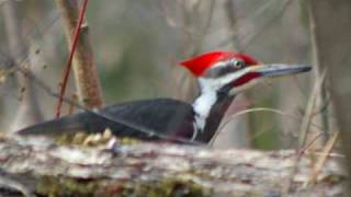 Buddy Davis sings THE WOODPECKER SONG Music Video [upl. by Acinoj]