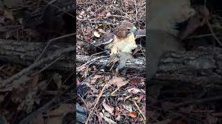 Today’s Kill… New Video Out Now falconry redtailedhawk hunting squirrel waterfowling [upl. by Riess]