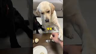 Bunty cheated while sharing eggs😱quotyoutubeshorts [upl. by Calida]