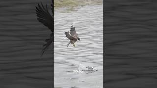 Peregrine Falcon causes a duck to crash But the Duck manages to get awayfalcon peregrinefalcon [upl. by Susejedesoj]