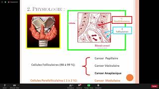 ENDOCRINOLOGIE  Cancers thyroidiens [upl. by Assehc421]