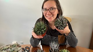 2 Best Ways to Propagate Haworthia Succulents FAST  Angels Grove Gardening [upl. by Eanyl]