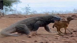 Komodo dragon attacks small Baby Goat 😱 [upl. by Assiron]