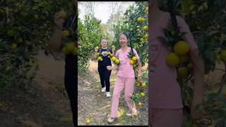 Beautiful Fresh Sweet Orange Fruit Harvest from Farm With Rural Farmer youtubeshorts orenge [upl. by Zetram]