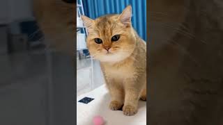 2024 best animals videos cutecatvideos funnycatvideos cuteanimals [upl. by Ahsinaw590]