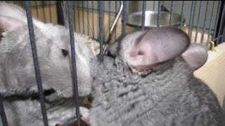 Chinchilla LOVE SQUEAKS [upl. by Marx]