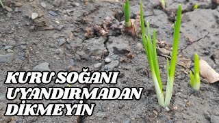 Kuru Soğanı Uyandırmadan Dikmeyin [upl. by Ailaht272]