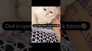 Funny Cat Mind Voice shortsfeed cat funnyanimal funny funnycat comedy animals animalvideos [upl. by Nivrem]