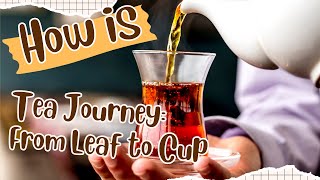 How is Tea Journey From Leaf to Cup [upl. by Drofniw]