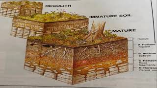 Biological Weathering  Soil Formation  Terminologies Explained [upl. by Ytitsahc]