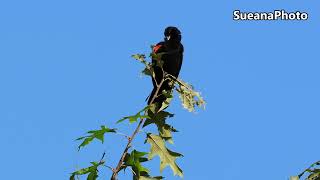 Redwinged BlackbirdCanon R7100500mmJuly 20244K Video by Sueana Photography [upl. by Chesna]