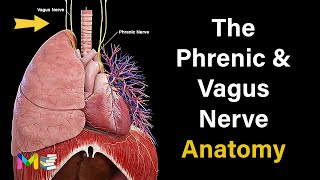 THE PHRENIC amp VAGUS NERVE ANATOMY [upl. by Nhguahs392]