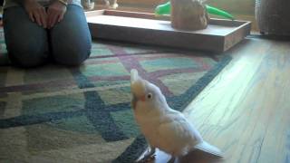 Gaffy the Goffins Cockatoo [upl. by Jola]