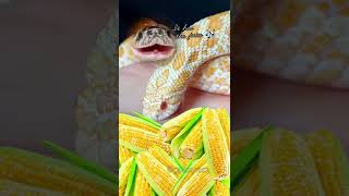 ITâ€™S CORN reptile snake itscorn [upl. by Walton73]