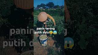 Panin terong putih dulu😱🤧 fypシ゚viral pemudapetani pemudabertani petanimuda [upl. by Kissner]