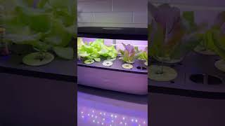 The Easy Way to Grow Fresh Herbs at Home with a Smart Indoor Garden Pod [upl. by Rasure382]