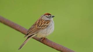 Chipping Sparrow Trilling [upl. by Lipman436]