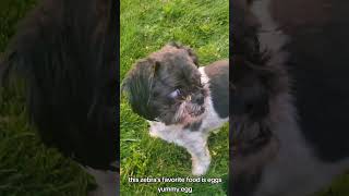 PLAYING WITH BLIND DOG GONE WRONG ATTACKED BY LARGE RODENT dogs blinddog rats rodent horror [upl. by Morven]