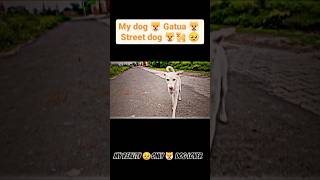 My reality Allinpower Dog lover  streetdog doglover dog allinpower kutta trading trend [upl. by Gorlicki]