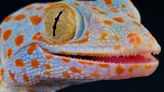 Tuko Sound  Gecko Sound  Picture Of Tokay Gecko [upl. by Treulich]