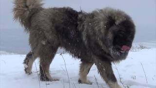 BEST ORIGINAL CAUCASIAN SHEPHERD OVCHARKA DOG [upl. by Atteuqahc697]