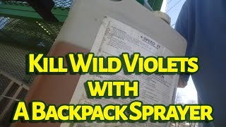 Kill Wild Violets With A Backpack Sprayer [upl. by Bluma449]