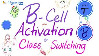 BCell Activation and Class Switching  Immunology  Physiology Series [upl. by Barthelemy]